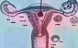 哪种私密排毒有害吗,潜在风险与科学真相